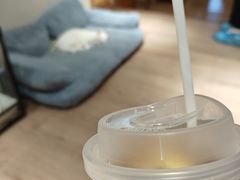 -有猫主题·治愈系猫咖(曾厝垵店)