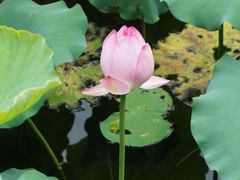 -荔湾湖公园