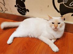 -猫小院猫主题咖啡厅(北锣店)