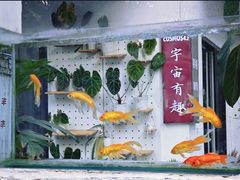 -溪岸路花鸟市场