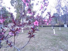 -铁山坪森林公园