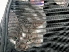 -安安宠医·安宠宠物医院