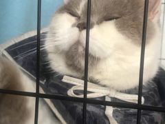 -灵美宠物诊所