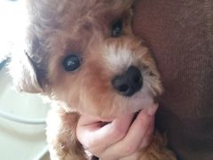 -佑安动物医院·全科·内窥镜中心(幸福巷店)