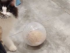 -楼上猫咖(罗湖店)