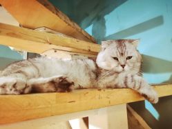 -众刺纹画·纹身·穿孔饰品·海娜定制