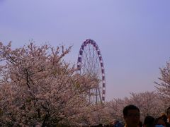 -顾村公园