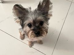 -FAELING PETS美天灵宠物(合生汇店)