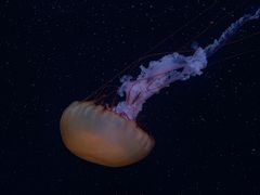 -欢乐海岸海洋奇梦馆