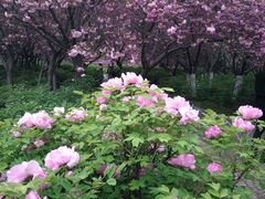 -洛阳市隋唐城遗址植物园