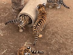 -西霞口神雕山野生动物世界