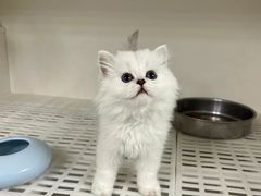 -lincat·猫舍(广州店)