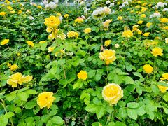 -雅沛轩锅贴八宝粥(回民街店)