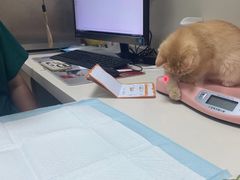 -全心全意连锁动物医院·微创中心·内科急重症·心脏专科(丰管路店)