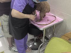 -北京观赏动物医院·24小时大型综合·猫专科·异宠专科
