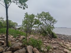 -吴淞炮台湾湿地森林公园烧烤区