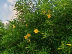 -南国桃园旅游度假区