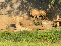 -北京野生动物园