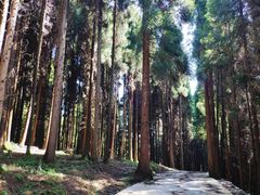 -武陵山森林公园