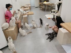 -有喵·猫咖·狗咖·30几只猫10只小狗(岗厦店)