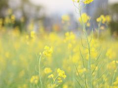 -光明小镇欢乐田园