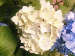 -四季酒店·空中花园 Aria on 9