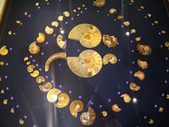 -青岛贝壳博物馆