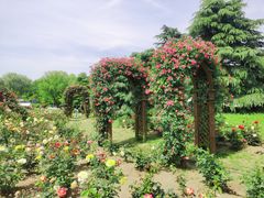-上海滨江森林公园