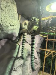 -Zoolung Zoolung动物主题公园(海信广场店)