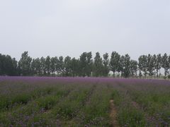 -北京东方普罗旺斯薰衣草庄园