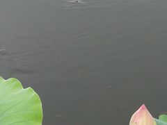 -荷塘月色湿地公园·向阳花洲