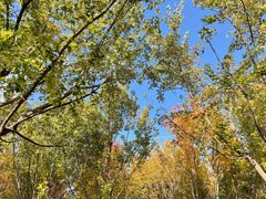 -北京西山国家森林公园