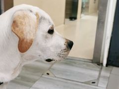 -爱侣宠医·鹦鹉专科·小型哺乳类·异宠专科(灵石路店)