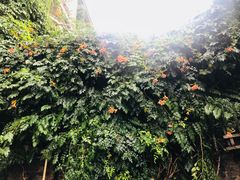 -成桂西餐厅·42年的味道(五大道疙瘩楼店)