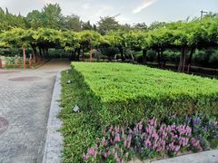 -嘉定紫藤园