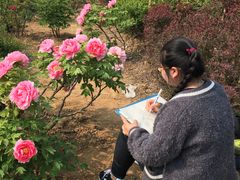 -曹州牡丹园