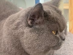 -喵园·猫主题咖啡厅·撸猫·猫咖(国贸店)