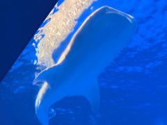-鹿儿岛水族馆