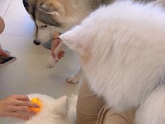 -怪兽屋·羊驼·猫咖·狗咖(俊华广场店)