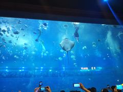 -重庆海昌加勒比海水世界