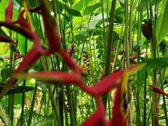 -中国科学院西双版纳热带植物园