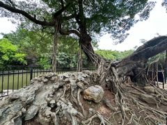 -小洲村