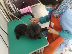 -利又安动物医院··老年病·猫科犬科·中兽医
