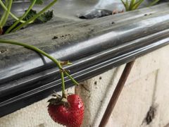 -甜心庄园·甜心草莓采摘园(西青中北店)