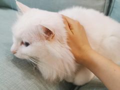 -袖虎宠物·金渐层缅因猫舍(灵芝店)