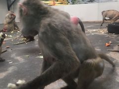 -西安秦岭野生动物园