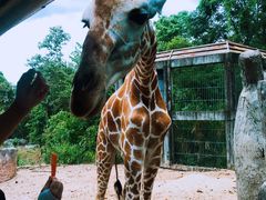 -清迈夜间动物园