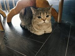 -猫色咖啡·猫咖