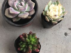 -三圣花乡旅游区