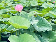 -滆湖低碳生态公园
